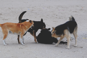 Van zwerfhonden afkomen