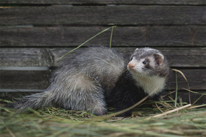 Hoe zich te ontdoen van een fret in een kippenhok