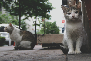 Hoe katten en katten te verwijderen