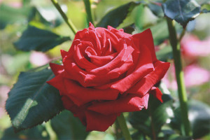 Hoe een roos uit een snijbloem te laten groeien