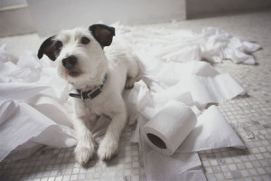 Hoe een hond te trainen om op straat naar het toilet te gaan