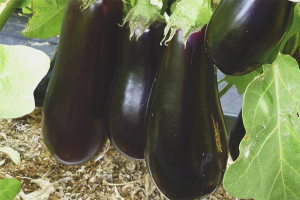 Hoe aubergine in een kas te laten groeien