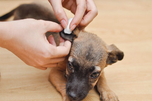 Hoe een teek uit een hond te halen