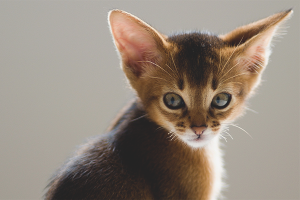 Hoe de oren van een kitten schoon te maken