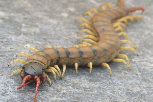 Hoe zich te ontdoen van scolopendra