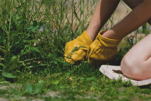 Hoe onkruid in de tuin te verwijderen