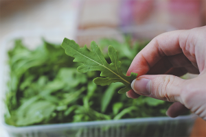 Hoe rucola op een vensterbank te laten groeien