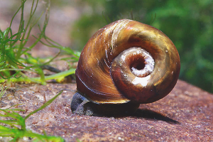 Hoe slakken in een aquarium te verwijderen