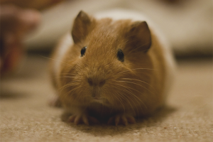 Hoe zorg je voor een cavia?