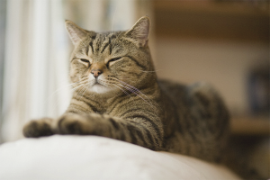 Hoe een kat te spenen om territorium in een appartement te markeren