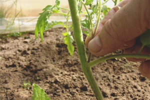 Tomaten knijpen