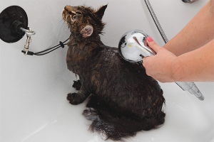 Hoe een kat te wassen