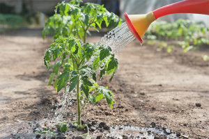 Hoe vaak tomatenzaailingen water geven