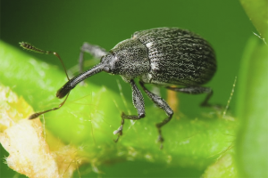 Hoe kevers op aardbeien te verwijderen