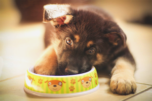 Hoe een puppy van een Duitse herder te voeren