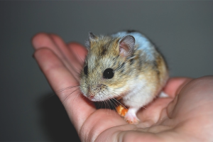 Een hamster temmen