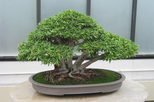 Hoe een bonsai te laten groeien