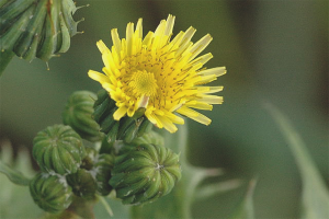 Hoe zeugdistel uit de tuin te verwijderen