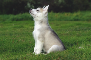 Hoe husky-honden te trainen