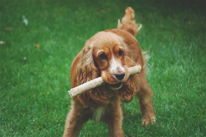 Hoe een hond te leren een stok mee te nemen