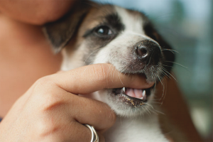 Hoe een hond te spenen om te bijten