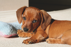 Hoe de immuniteit bij een hond te vergroten