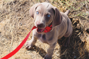 Hoe een puppy te trainen aan de lijn en een halsband