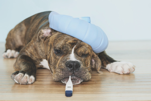 Hoe de temperatuur van een hond te verlagen