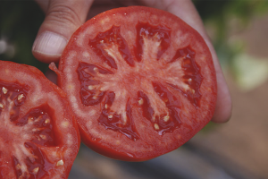 Tomatenzaden verzamelen