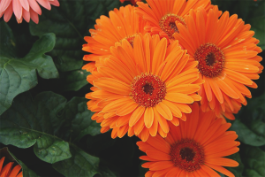 Hoe zorg je voor een gerbera