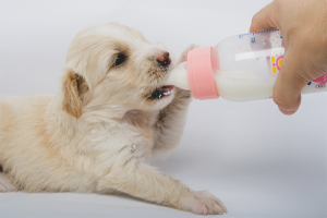 Hoe pasgeboren puppy's te voeren