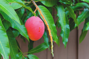 Hoe mango uit zaad te laten groeien