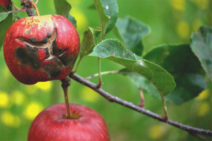 Hoe om te gaan met appelschurft