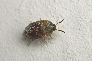 Hoe een huidklopper in een appartement te verwijderen