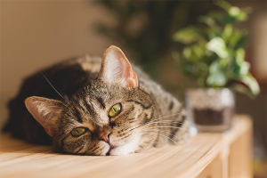 Hoe een kat te spenen om tafels te beklimmen