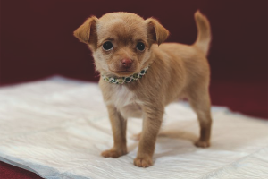 Hoe een puppy te leren naar de luier te gaan