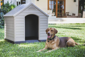 Een hond trainen in een hokje