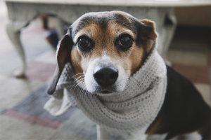 Snot bij een hond behandelen