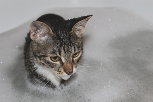 Hoe een kat te wassen als hij bang is voor water