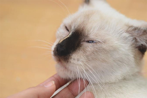 Een kat kalmeren tijdens oestrus