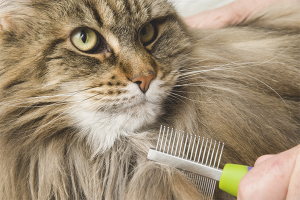 Hoe zich te ontdoen van kattenklitten