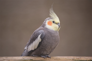 Hoe Corella te leren spreken