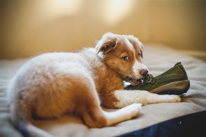 Hoe een hond te spenen om dingen te knabbelen