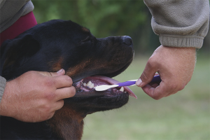 Hoe u de tanden van uw hond kunt poetsen