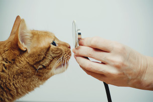 Hoe een loopneus bij een kat te behandelen