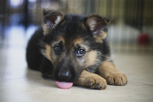 Hoe een puppy van de Duitse herder te kiezen