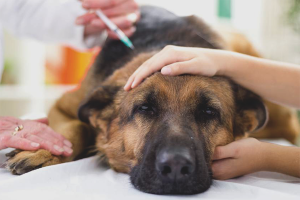 Hoe pest bij honden te behandelen