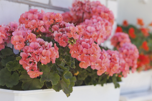 Hoe zorg je voor geraniums