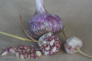 Hoe knoflook uit bollen te kweken