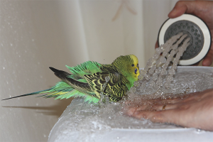 Hoe parkieten te baden